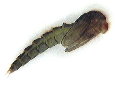 pupa
