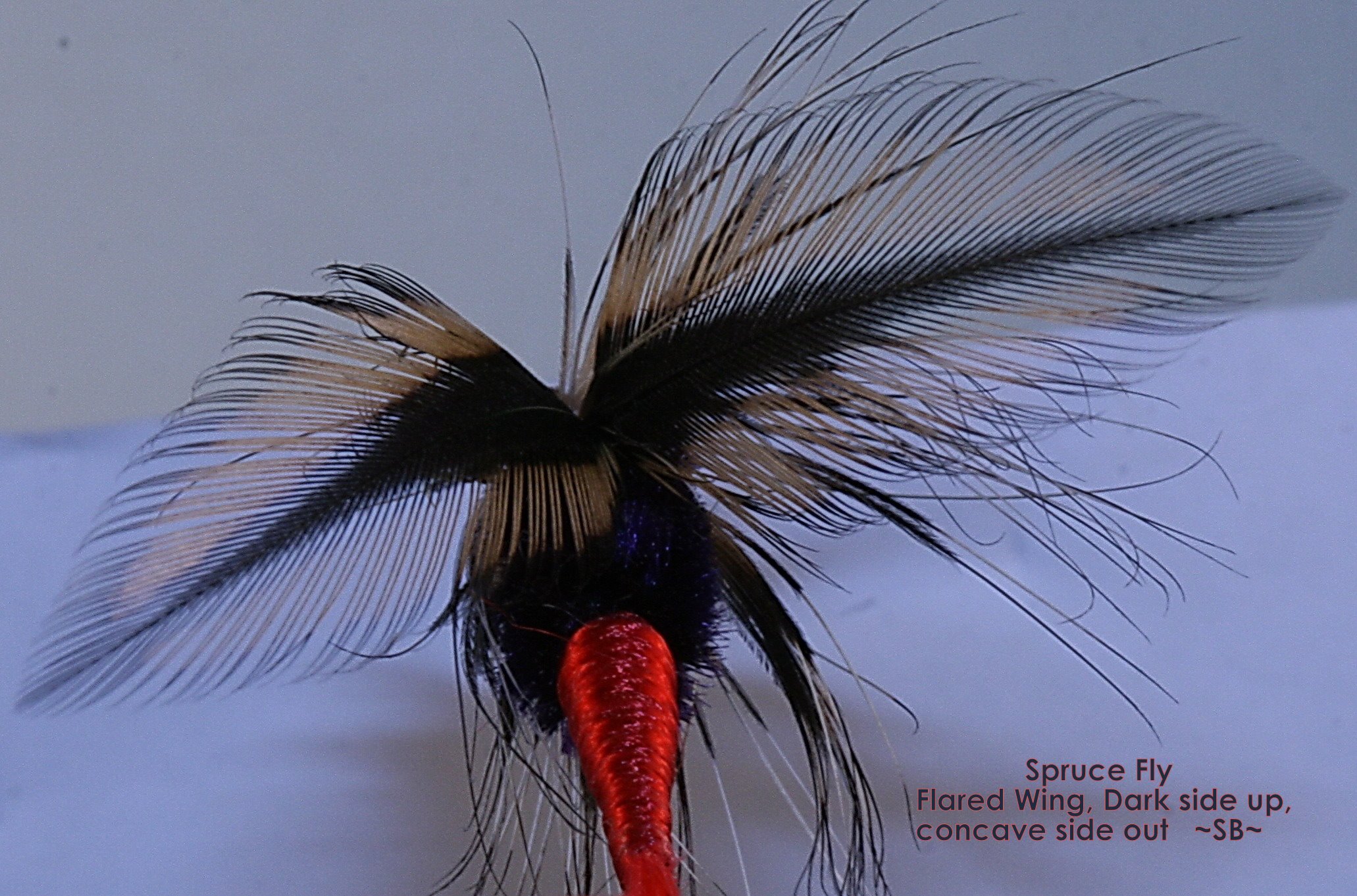 Fly Tying: Spruce Fly Streamer (Matching the Wings) – SwittersB & Exploring