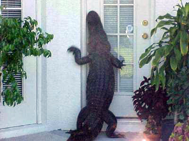 alligator-at-door