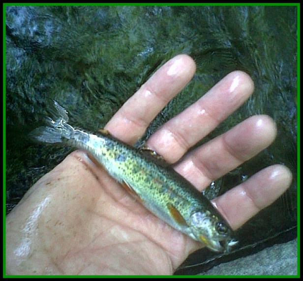 IMG00412-20100719-1748