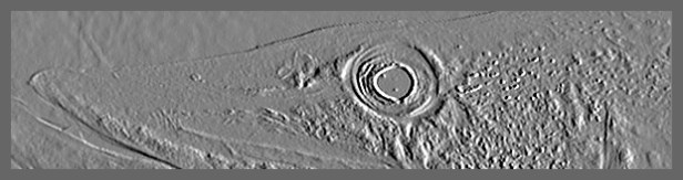 Primitivo Pike SwittersB