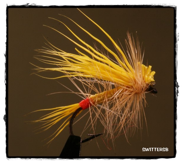 Yellow May Red Butt SB