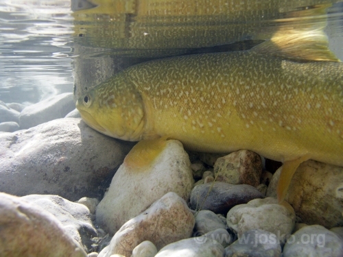 Marble Trout @ Josko.Org