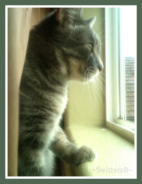 Penny Window SwittersB