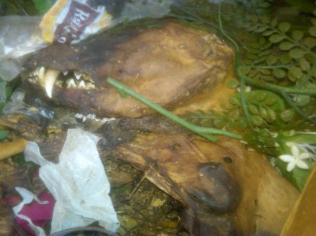 Possum Box Plastic Flowers