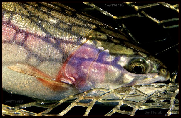 Beauty Netted SwittersB