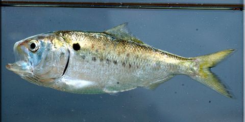 menhaden