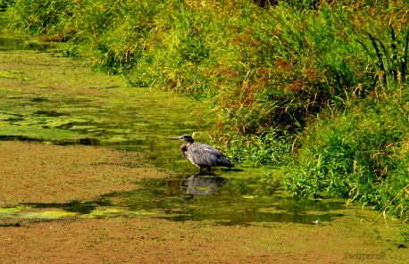 Blue Heron SwittersB