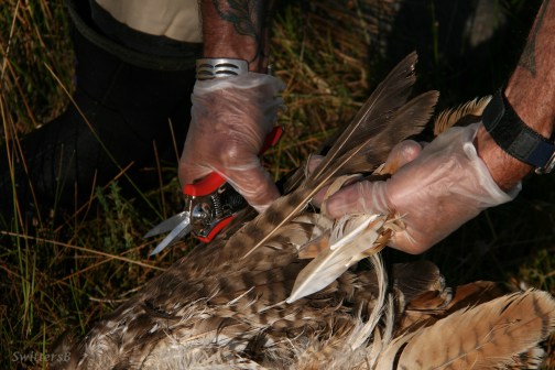 Cut Feathers SwittersB