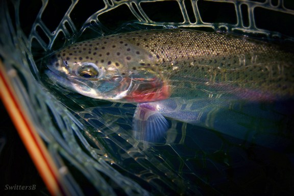 Net Trout Head First SwittersB