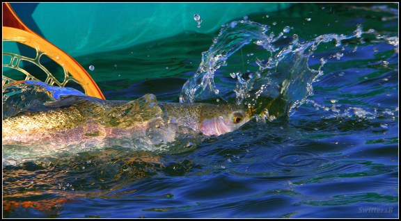 Net Trout SwittersB