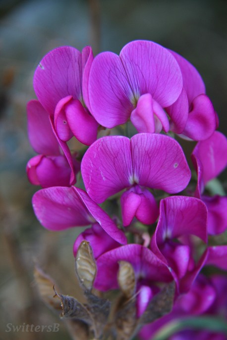 Wild Sweet pea swittersb
