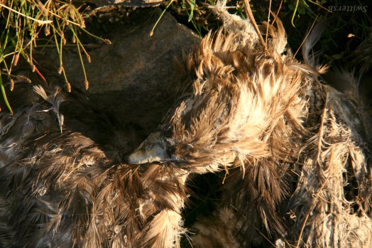 X Dead Hawk SwittersB