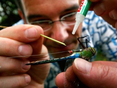 dragonfly_25903_600x450