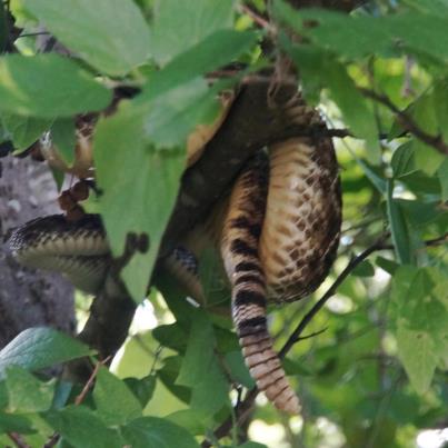 rattle snake in tree texas hill country