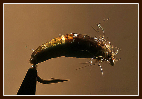 caddis-pupa-latex-ab-x