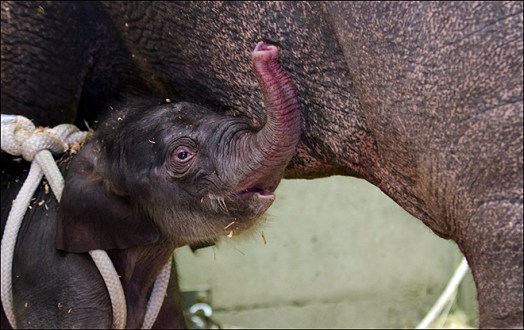 newborn Asian elephant