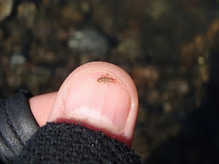 small nymph thumb