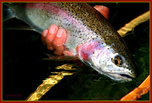 Trout Redside Release SB