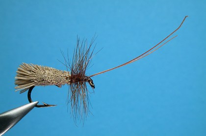 goddard_caddis