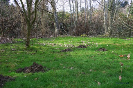 Mole Mounds SB