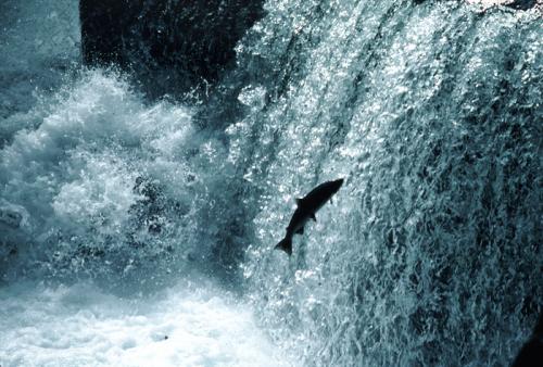 Salmon-Waterfall1