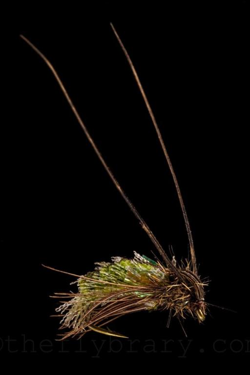 Aileen Nisimura Ellis Caddis Pupa Flybrary