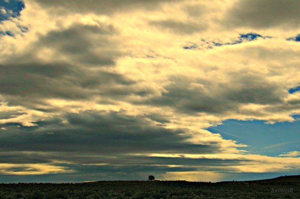 Lone Tree Christmas Valley SwittersB x