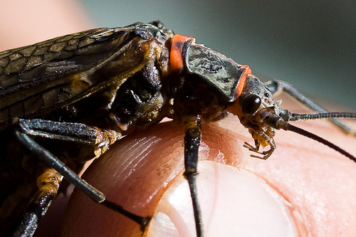Another California Giant