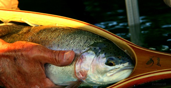 Trout Beauty Brodin Net SB Photo by Mary Jo Muncy