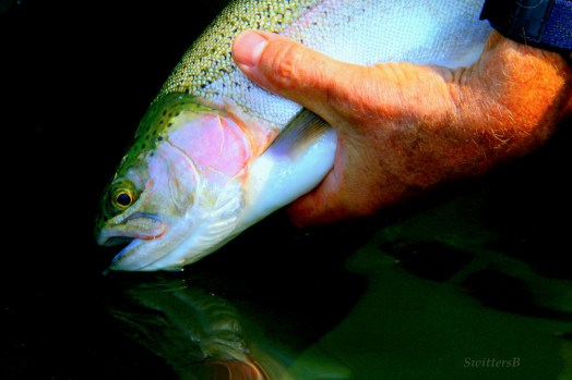 TRout release SB Photo by Mary Jo Muncy