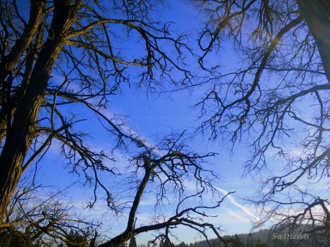 branches canopy haystk SB