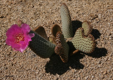 Cactus Bloom 2 SB