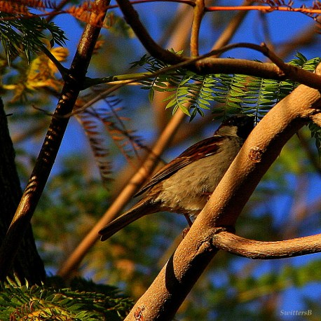 Oregon Junco SB