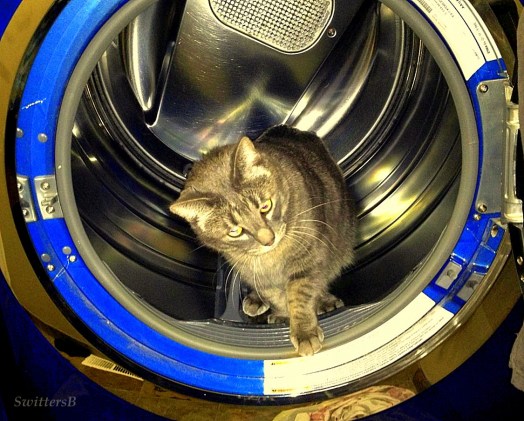 Penny the Cat Spin SBx