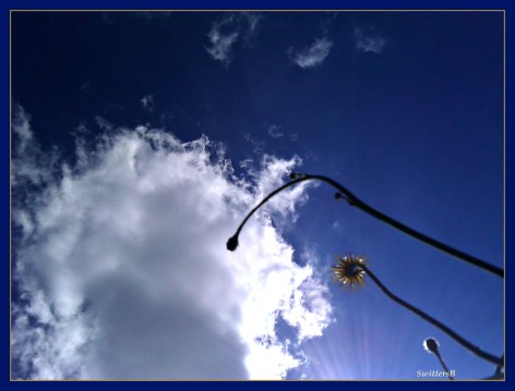 Summer Sky T Bkyd SB