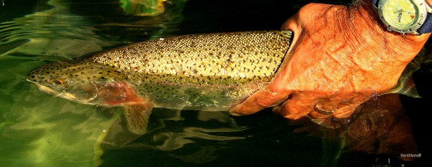 Trout Release Submerged SB