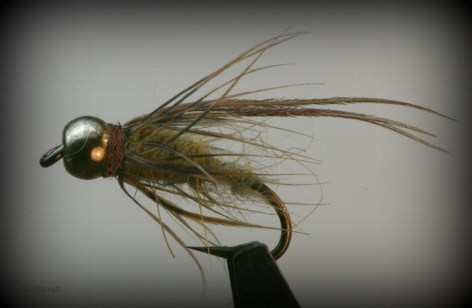 Starling n Pheasant Pupa