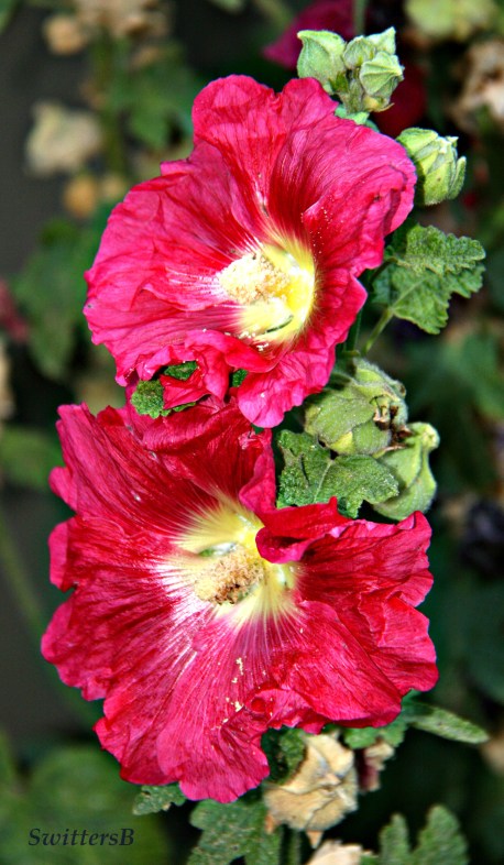 HollyHocks SB