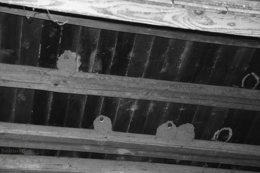 Barn Swallow Nests SB