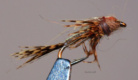 Calibaetis Nymph SwittersB