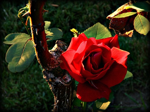 old growth new growth