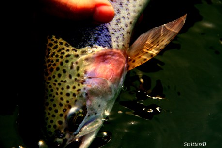 Release Beauty Bow SwittersB