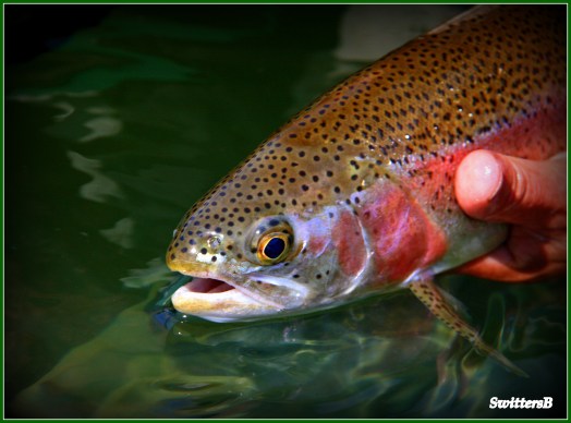released trout