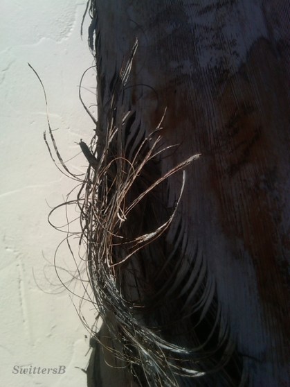 Rustic Bark SwittersB