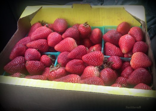 Strawberries SB