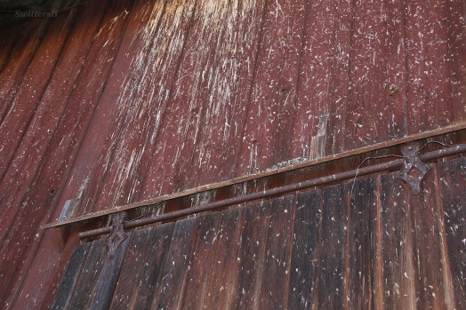 Swallow Paint Job SB