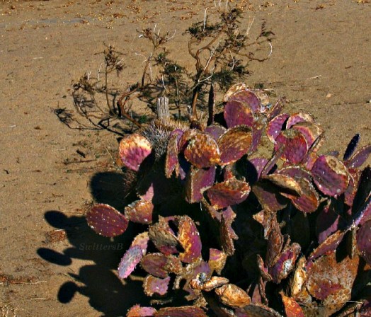 thumb cactus shadows SB