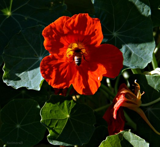 Nasturtium & Honey Bee SB
