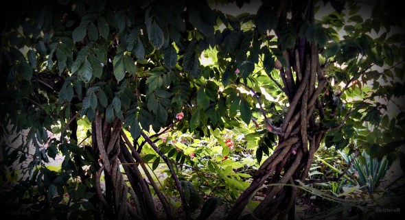 Twisted Vines SwittersB